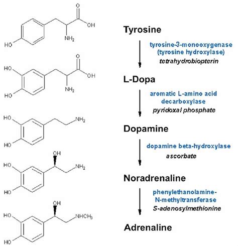 Trait: Adrenaline Baseline Level | FitnessGenes®