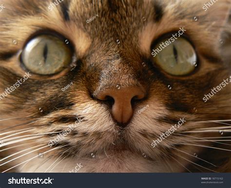 Cat. Nose Animal Close-Up Stock Photo 18715162 : Shutterstock