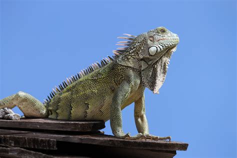 Free Images : nature, sky, animal, statue, iguana, fauna, lizard, sculpture, iguania, organism ...