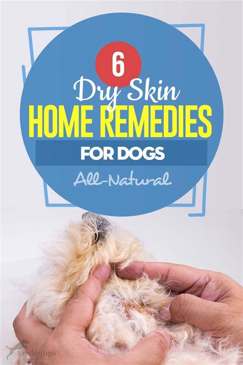 6 Dog Dry Skin Home Remedies in 2020 | Dog dry skin, Dry skin home ...