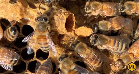 How Is A Honey Bee Colony Structured? - Mann Lake Bee & Ag Supply