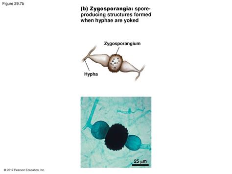 Fungi. - ppt download