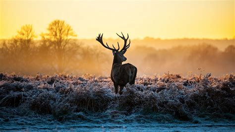 Winter Deer Wallpaper Backgrounds (72+ images)