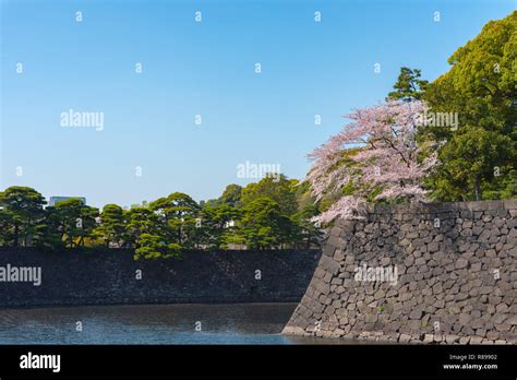 Cherry blossom in Tokyo Imperial Palace Stock Photo - Alamy