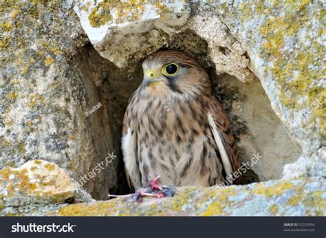 Falcon In Natural Habitat (Falco Tinunculus) Stock Photo 57223954 ...