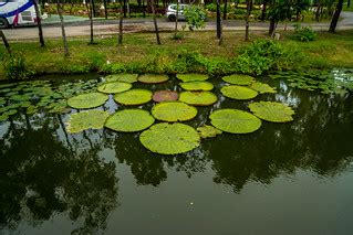Lake with water lily pads and reflections in Muang Boran (… | Flickr