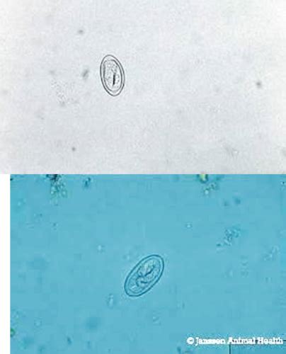 Nematodes of Swine Flashcards | Quizlet