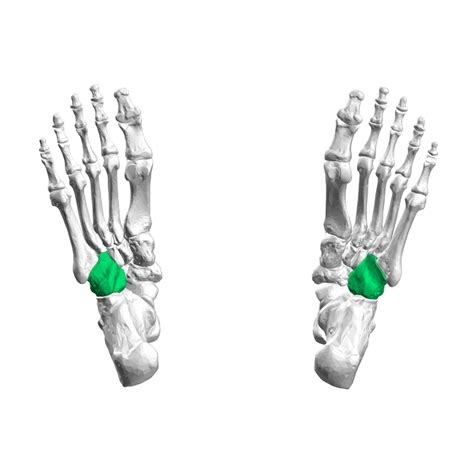 Cuboid - Physiopedia