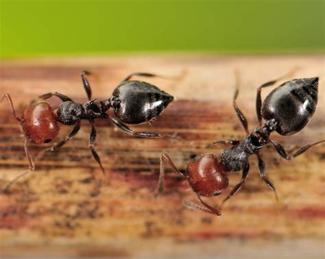 Acrobat Ant Removal in Baltimore, MD | Baltimore Pest Control Services