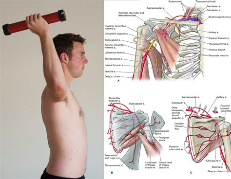 Shoulder Flexion Muscles: Rare But Vital Muscle, Shoulder, 58% OFF