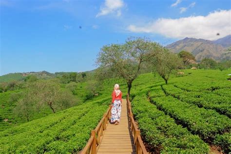 Kebun Teh Wonosari, Wisata Agro yang Memanjakan Mata | Sewa mobil ...