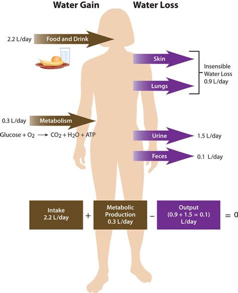 8.4: Regulation of Water Balance - Medicine LibreTexts