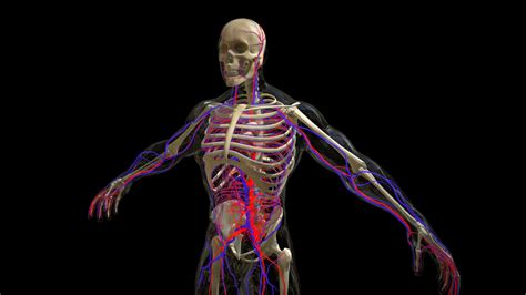 Circulatory System With Skeleton - Buy Royalty Free 3D model by dcbittorf [4e8e215] - Sketchfab ...