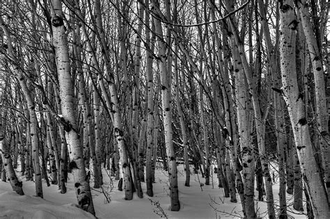 Winter Aspen Grove Photograph by Michael Morse | Fine Art America