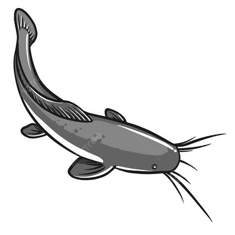 Amazon Catfish Vector Png Vector Psd And Clipart With - vrogue.co
