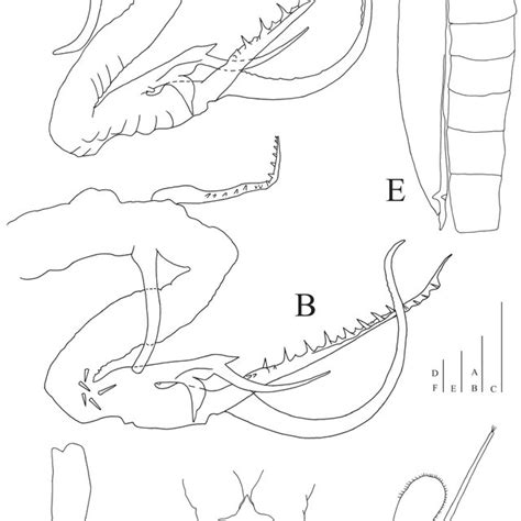 (PDF) Streptocephalus diversity in Myanmar, with description of a new species (Branchiopoda ...