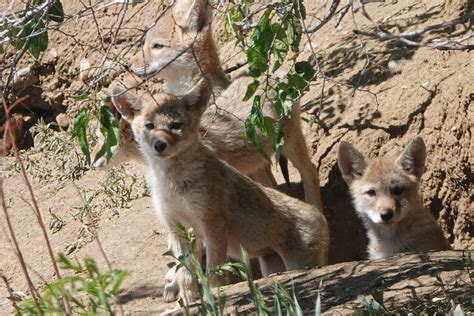 Four Curious Coyote Pups at Metzger Farm Open Space, Color… | Flickr