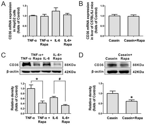 HepG2 cells were pre-incubated for 24 hours in serum-free medium and... | Download Scientific ...