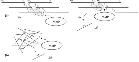 a Proposed mechanism of collagenase action on uncrosslinked ...