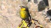 Cape May Warbler Song - YouTube