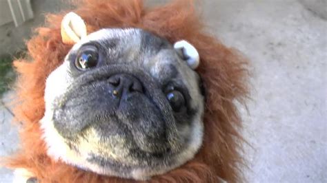 'Lion Pug' documentary will make your day!