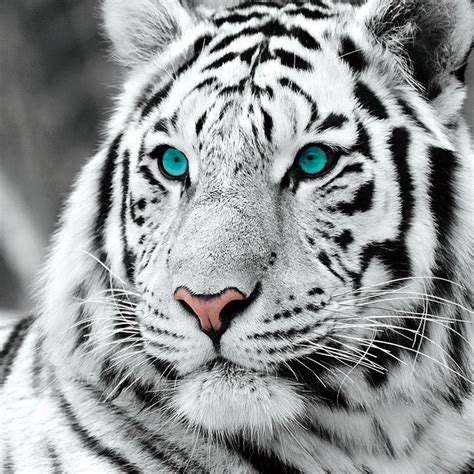 Image result for white tiger | Fotografia de tigre, Tatuagem de tigre branco, Pinturas de tigre