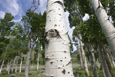 7 fun facts about Utah's new state tree, the quaking aspen - The Salt ...