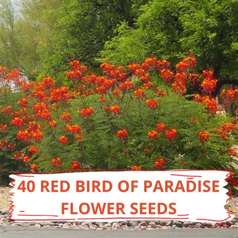 Buy 40 Red Bird Of Paradise Seed Pack Online