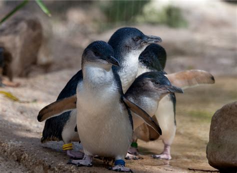 How to See Fairy Penguins in Melbourne - OFF A SMALL ISLAND