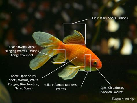 The Most Common Diseases of Fish and Their Treatments - Aquarium Edge