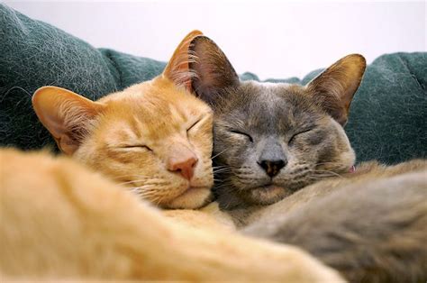 Want to Keep Bonded Cats Happy? Keep Them Together.