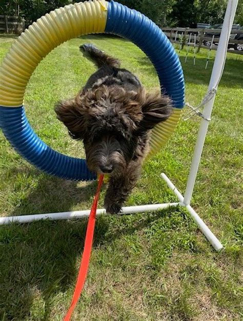 Agility Camp! — Canine Academy