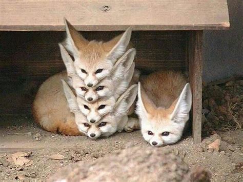 Fennec fox pile. | Meme sugli animali, Foto lol, Peluche di animali