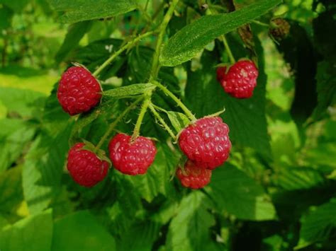 Raspberry Varieties - Harvest to Table