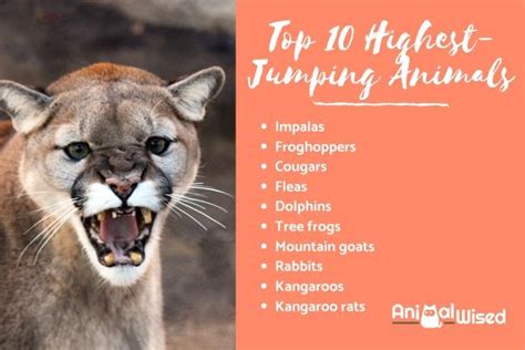 The 10 Highest-Jumping Animals in the World - With Pictures