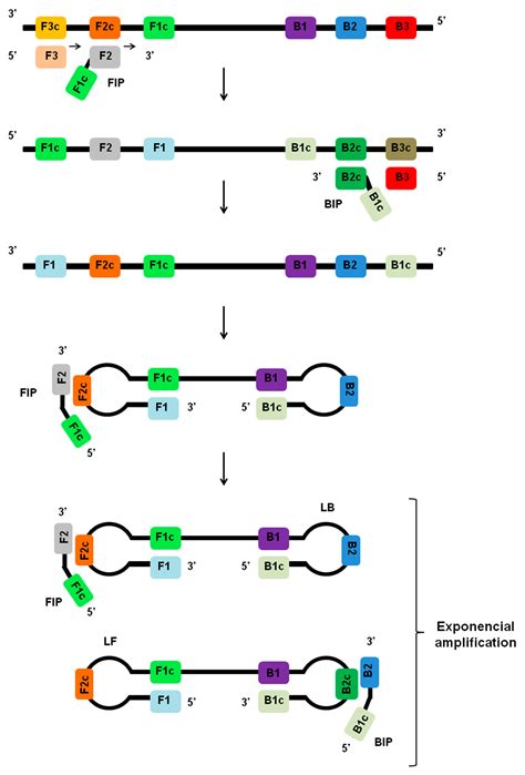 Viruses | Free Full-Text | Loop-Mediated Isothermal Amplification (LAMP) for the Diagnosis of ...