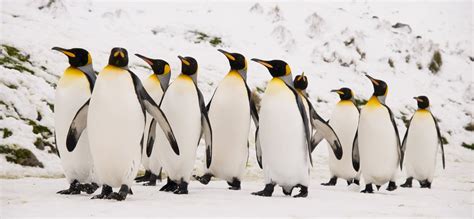 Leopard Seals Eating Emperor Penguins