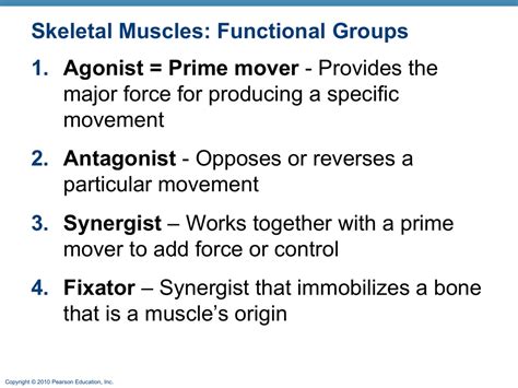 Synergist Anatomy - Anatomy Reading Source