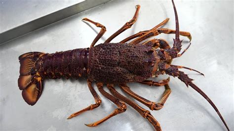 Coronavirus affects West Coast rock lobster exports, season extended | News24