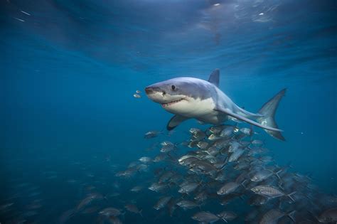 National Geographic Sharks - Photos All Recommendation