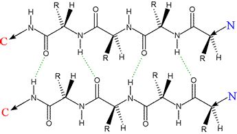 CHEM 440 - β strands and β sheets