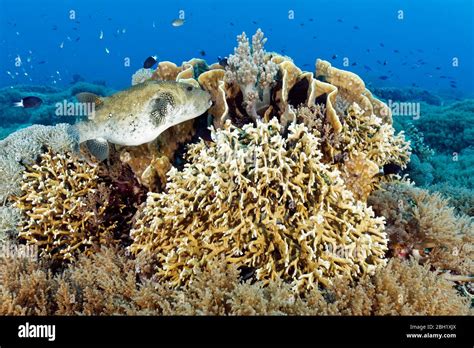 Back middle soft coral nephthea sp hi-res stock photography and images - Alamy