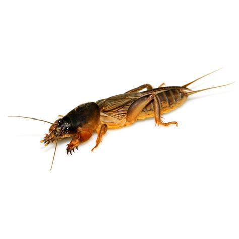 How to Get Rid of Mole Crickets From Your Lawn | The Family Handyman