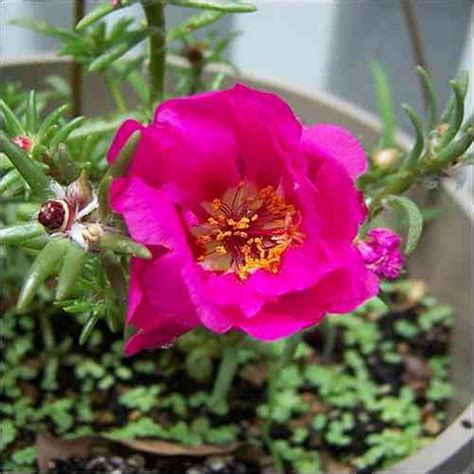 Portulaca Moss Rose Pink Ground Cover Seeds portulaca | Etsy