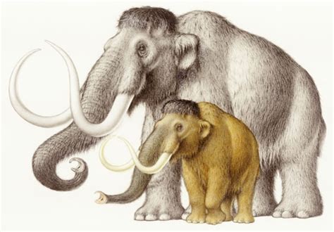 Insular Dwarfism - Dinopedia - Wikia