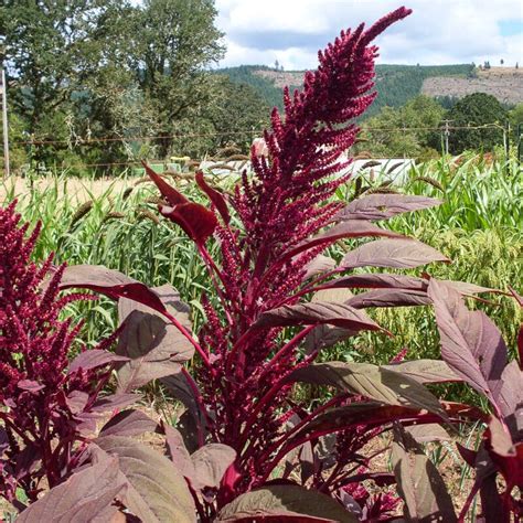 Amaranth, Rodale Red Leaf Grain (Organic) - Adaptive Seeds