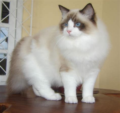 Mèo Ragdoll - Đặc điểm và Giá mèo Ragdoll thuần chủng Thế giới loài mèo