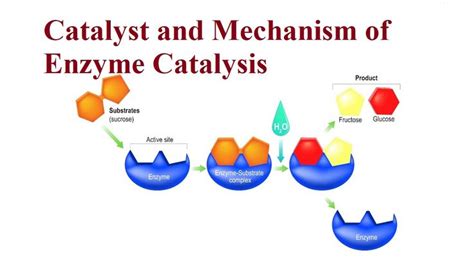 Catalyst and Mechanism of Enzyme Catalysis | Enzymes, Chemistry, Active ...