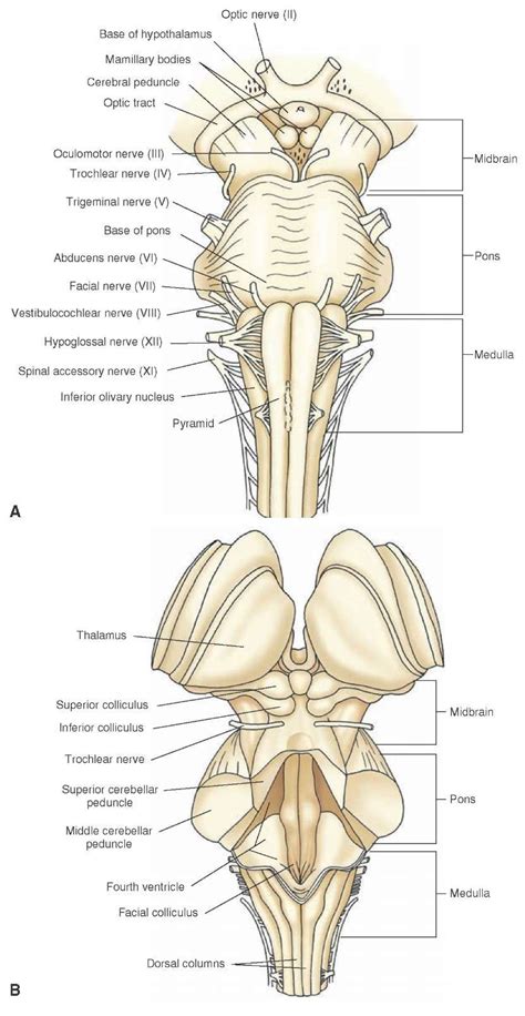 Ventral and dorsal views of the brainstem. (A) View of the ventral ...