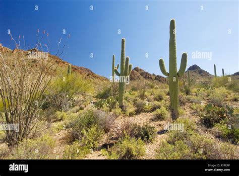 Desert plants Saguaro National Park Tucson Arizona Stock Photo - Alamy